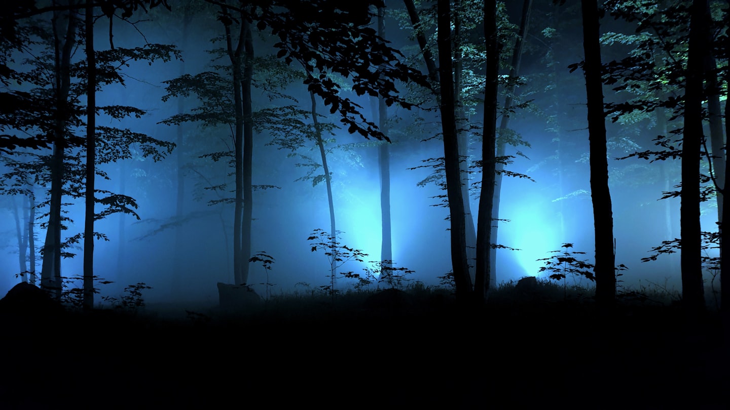 Dense fog surrounds dark tree trunks in a forest.